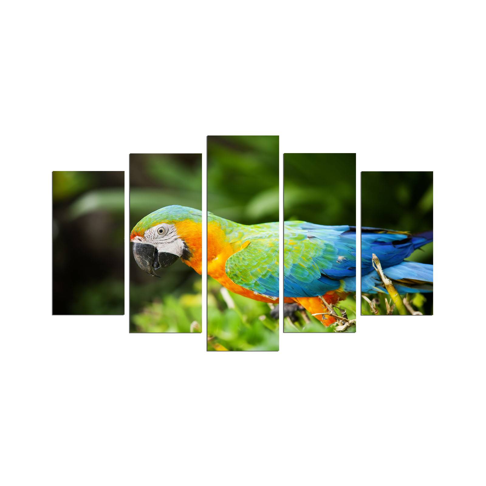 Pentaptych schilderij close-up veelkleurige papegaai Atos MDF Multicolour