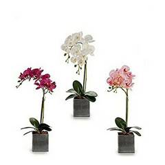 Kunstpflanze mit rechteckigem Topf Grau Darro H51cm Orchidee