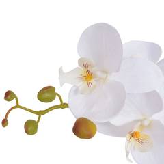 Pianta artificiale Orchidea 75cm Bianco