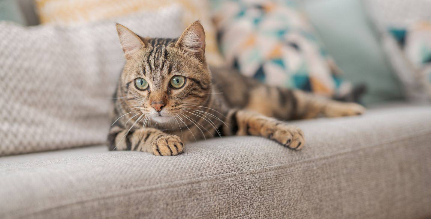 Wie schütze ich meine Couch vor meiner Katze?