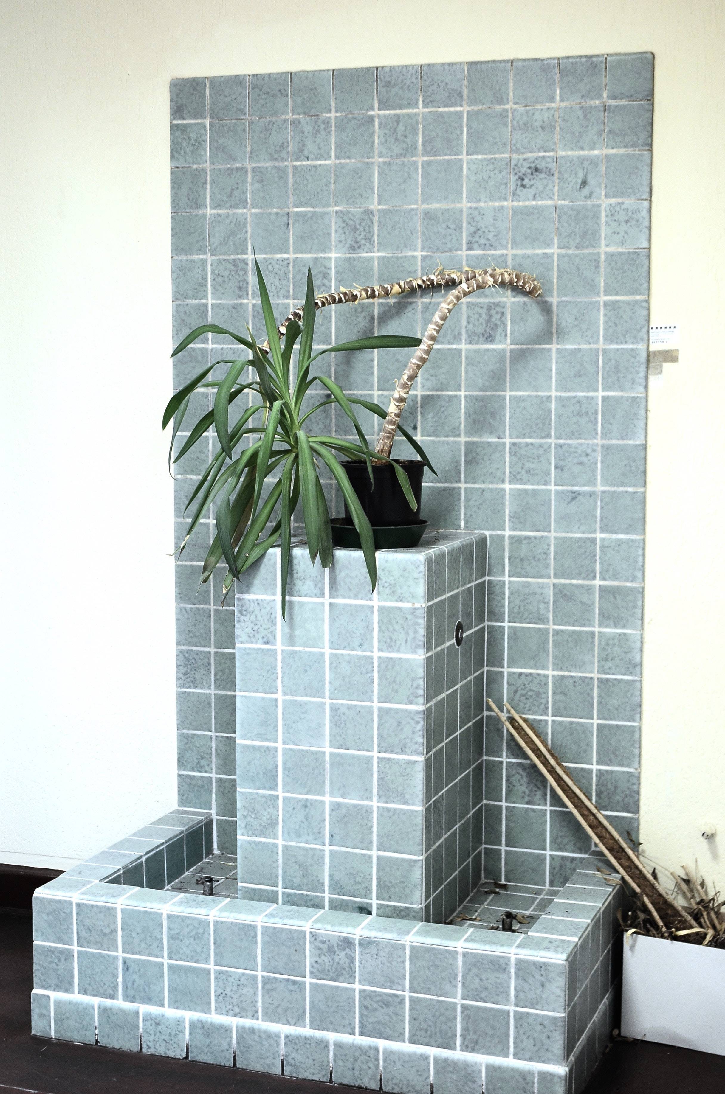 Quelle est la meilleure plante pour une salle de bains ?